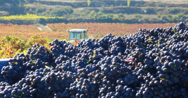 Viñas de Rioja Alavesa