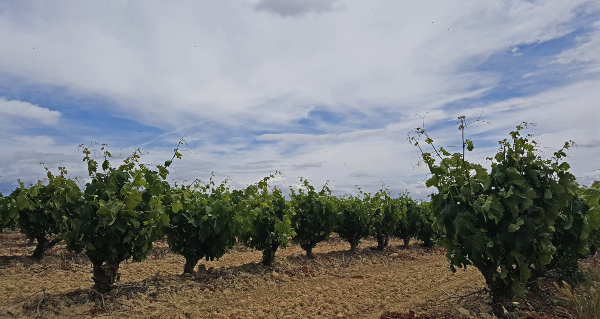 Bodega Fernández de Piérola Bodega Fernández de Piérola