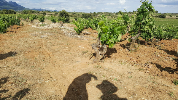 Bodegas Amaren