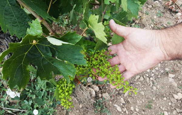 Bodegas Zugober
