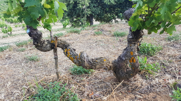 Bodegas Amaren