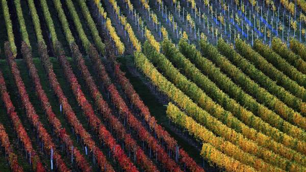 Vinedo-Alemania