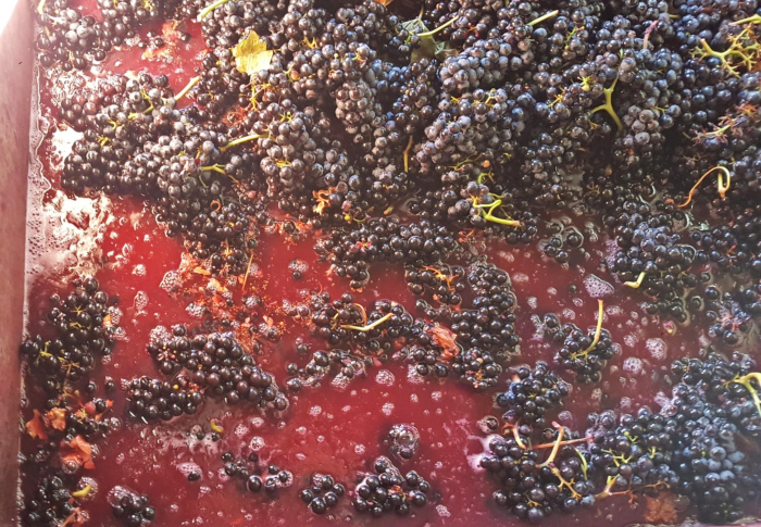 Uva-fermenta
