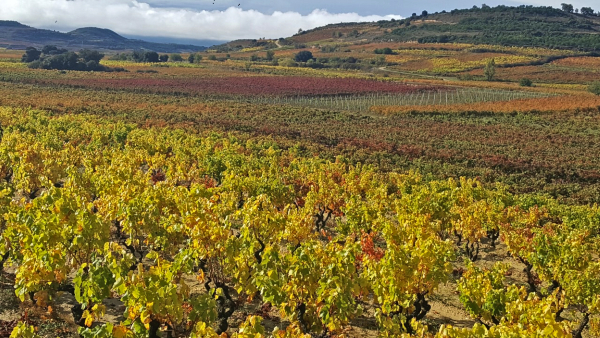 Cierre de bodegas en Rioja Alavesa