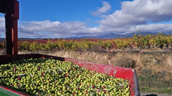 Olivocultores de Rioja Alavesa Olivocultores de Rioja Alavesa