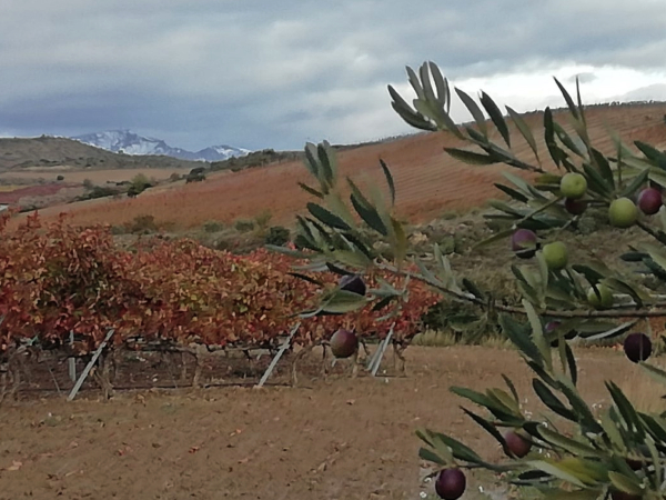 Olivocultores de Rioja Alavesa Olivocultores de Rioja Alavesa