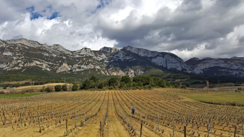 Viñas de Rioja Alavesa