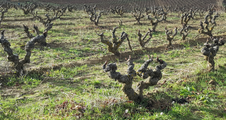 Poda en las viñas de Rioja Alavesa