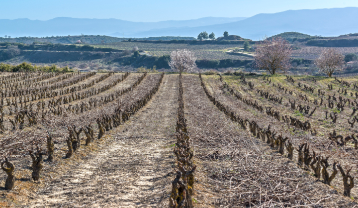 Poda en las viñas de Rioja Alavesa