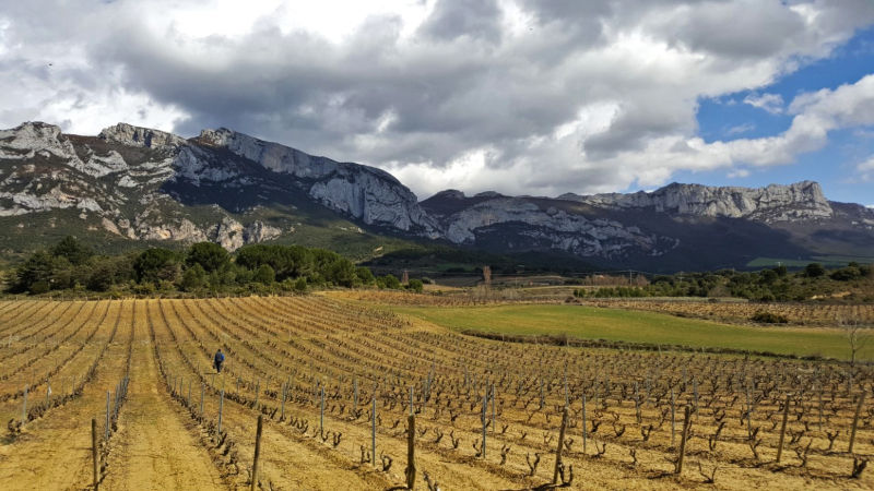 Viñas de Rioja Alavesa