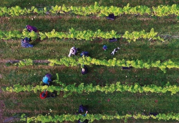 Instituto Vasco de Investigación y Desarrollo Agrario