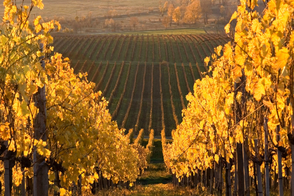 El vino más caro del mundo