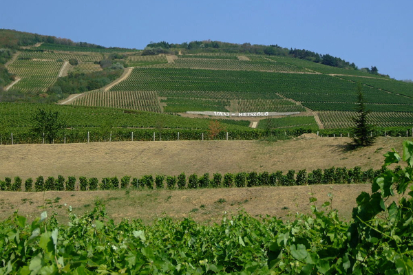 El vino más caro del mundo
