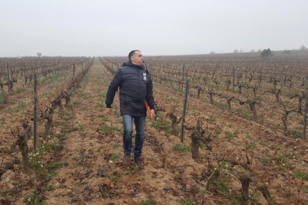 Concurso de poda en Rioja Alavesa Concurso de poda en Rioja Alavesa