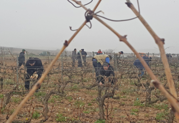 Concurso de poda en Rioja Alavesa Concurso de poda en Rioja Alavesa