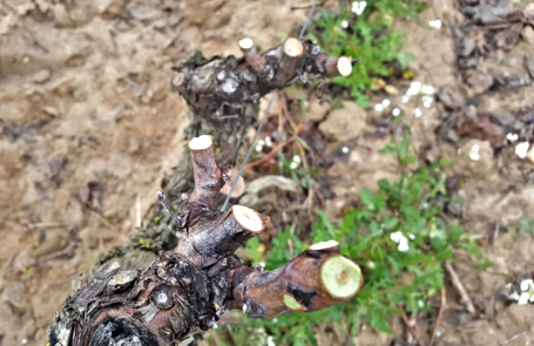 Concurso de poda en Rioja Alavesa Concurso de poda en Rioja Alavesa