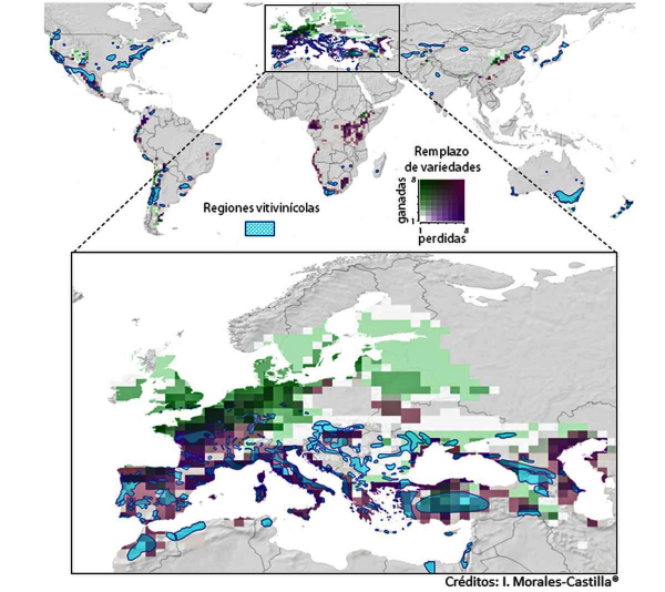 Cambio climático en la viña