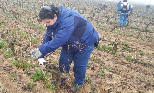 Concurso de poda en Rioja Alavesa Concurso de poda en Rioja Alavesa