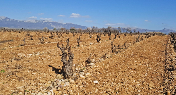 Cambio climático en la viña