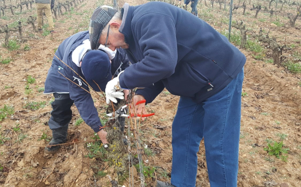 Concurso de poda en Rioja Alavesa Concurso de poda en Rioja Alavesa