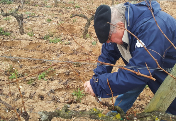 Concurso de poda en Rioja Alavesa Concurso de poda en Rioja Alavesa