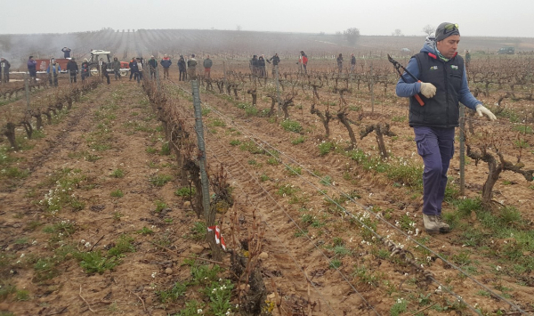 Concurso de poda en Rioja Alavesa Concurso de poda en Rioja Alavesa