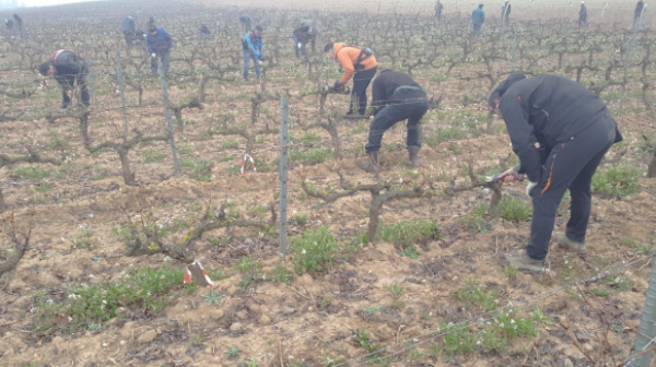 Concurso de poda en Rioja Alavesa Concurso de poda en Rioja Alavesa