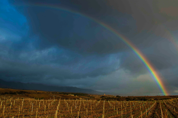 El vino más caro del mundo