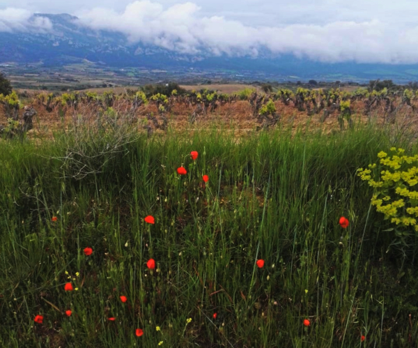 Amapolas-RA