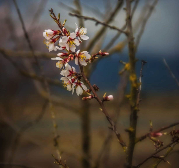 Flores-Bien-Bai