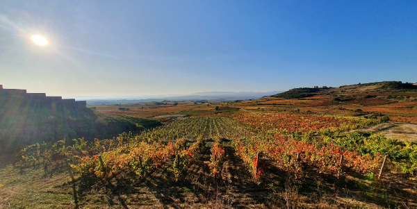 Foto-1-Vinedos