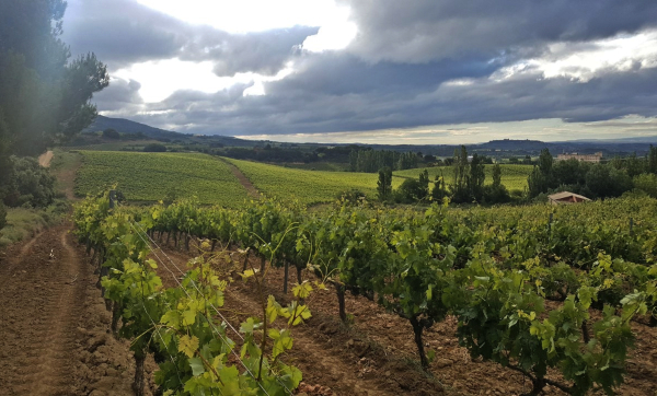 Basque Wine