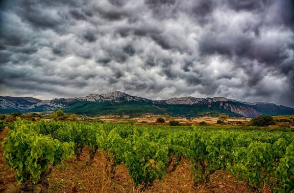 Vendimia 2020 en Rioja Alavesa