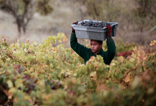 Viticultores de Rioja Alavesa durante el coronavirus