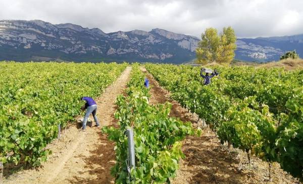 Viticultores de Rioja Alavesa durante el coronavirus
