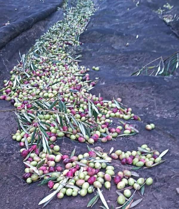 Aceituna-Suelo