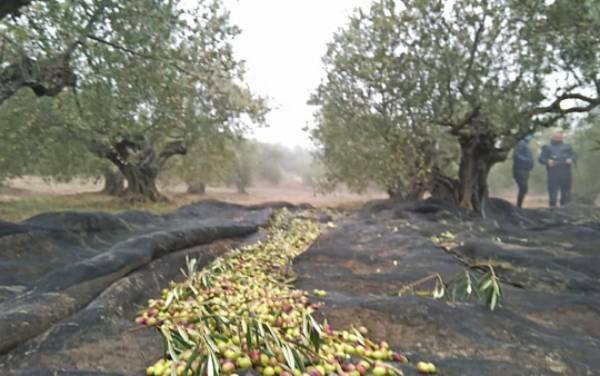 Niebla-entre-Olivos