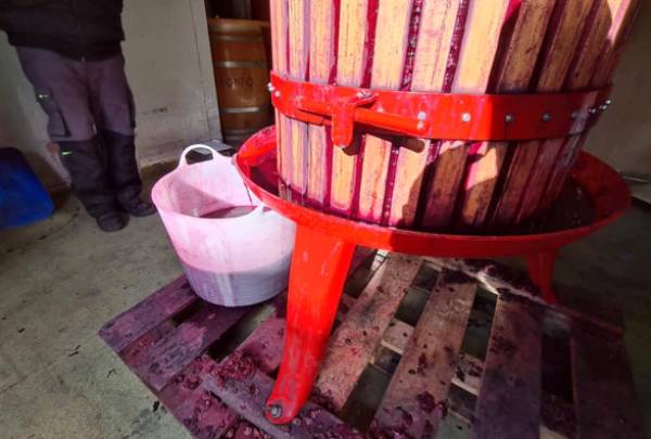 Vino-prensado