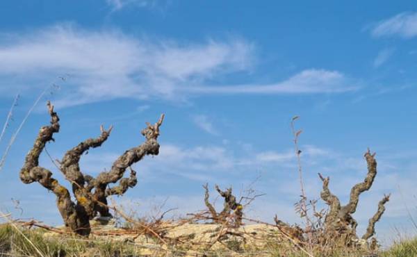 Bodegas Pavoni