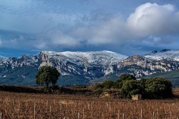 Nieve-1