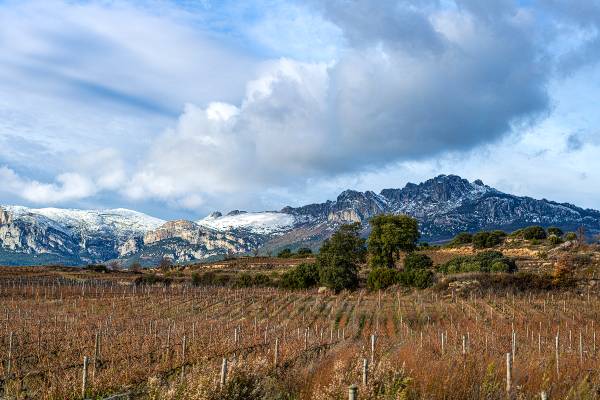 Nieve-3