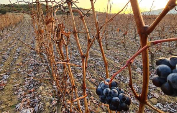 Bodegas Pavoni
