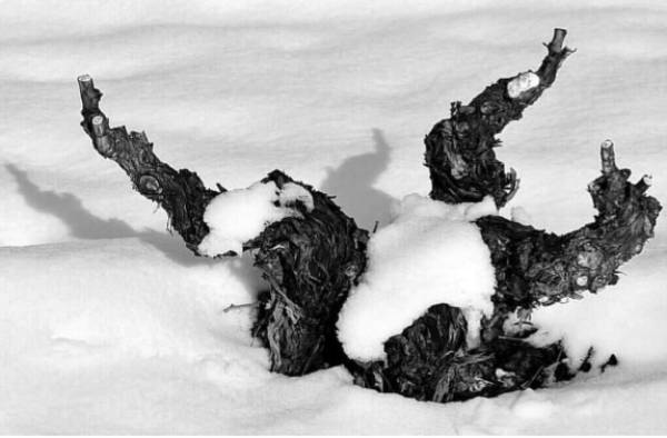 Cepa-Nieve