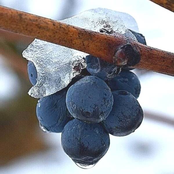2021 en Rioja Alavesa 2021 en Rioja Alavesa