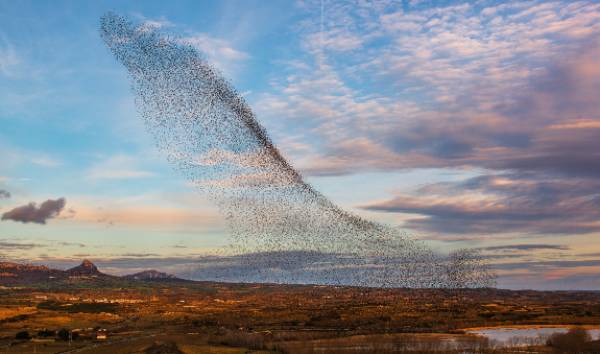Aves de Rioja Alavesa