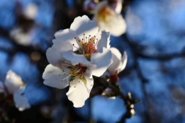 Flor-Almendro