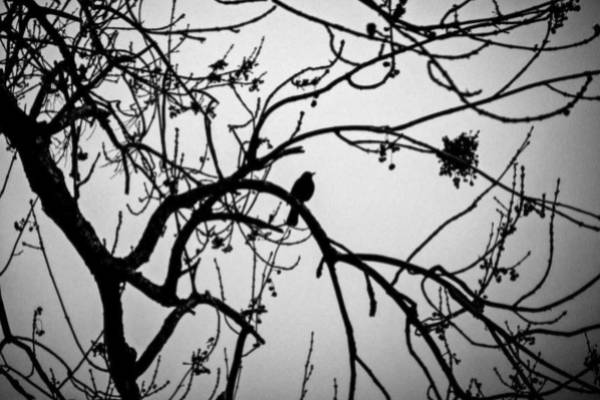 Aves de Rioja Alavesa