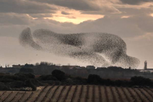 Aves de Rioja Alavesa