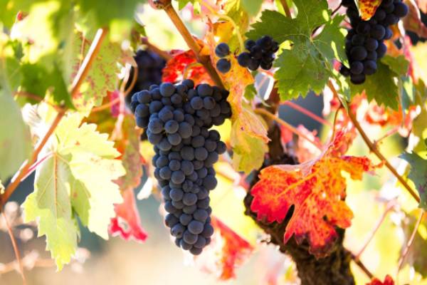 Uvas-Oxer