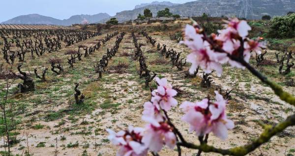 Almendro-Flor